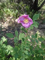 rosa californica